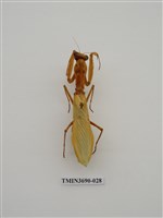 藏品(螳螂)的圖片